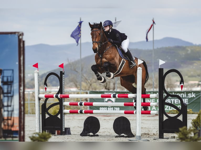 KWPN Caballo castrado 7 años 179 cm in Slatinské Lazy