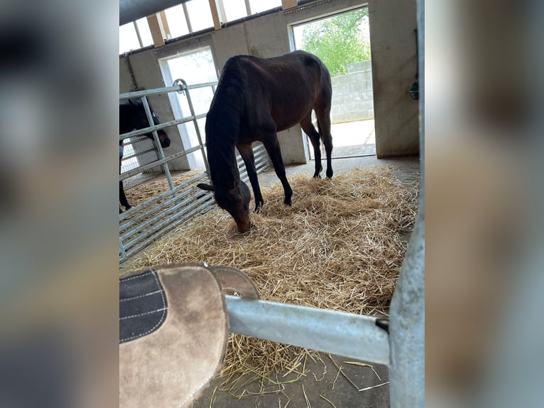 KWPN Caballo castrado 7 años 183 cm Castaño oscuro in Homberg (Efze)