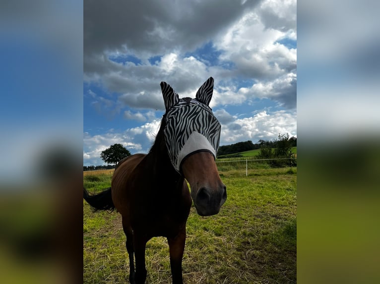 KWPN Caballo castrado 7 años 183 cm Castaño oscuro in Homberg (Efze)