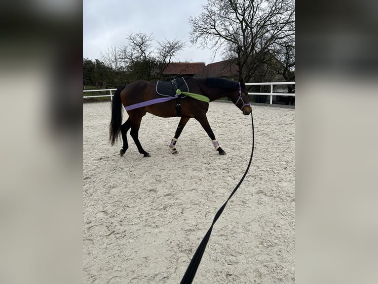 KWPN Caballo castrado 7 años 183 cm Castaño oscuro in Homberg (Efze)