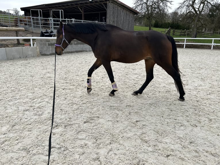 KWPN Caballo castrado 7 años 183 cm Castaño oscuro in Homberg (Efze)