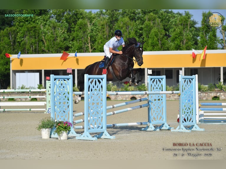 KWPN Caballo castrado 7 años 184 cm Castaño oscuro in Celje