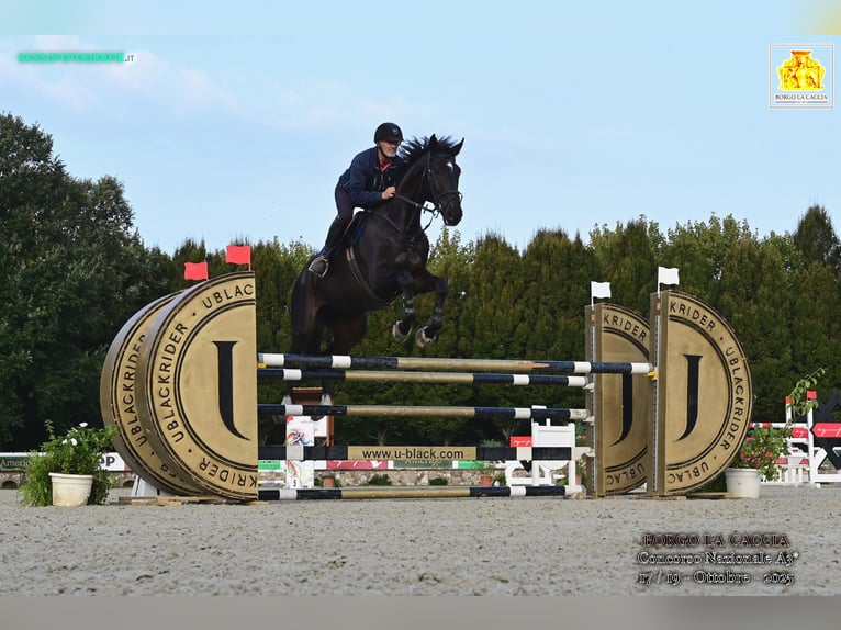 KWPN Caballo castrado 7 años 184 cm Castaño oscuro in Celje
