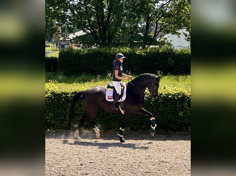 KWPN Caballo castrado 7 años 193 cm Negro in Oosterstreek