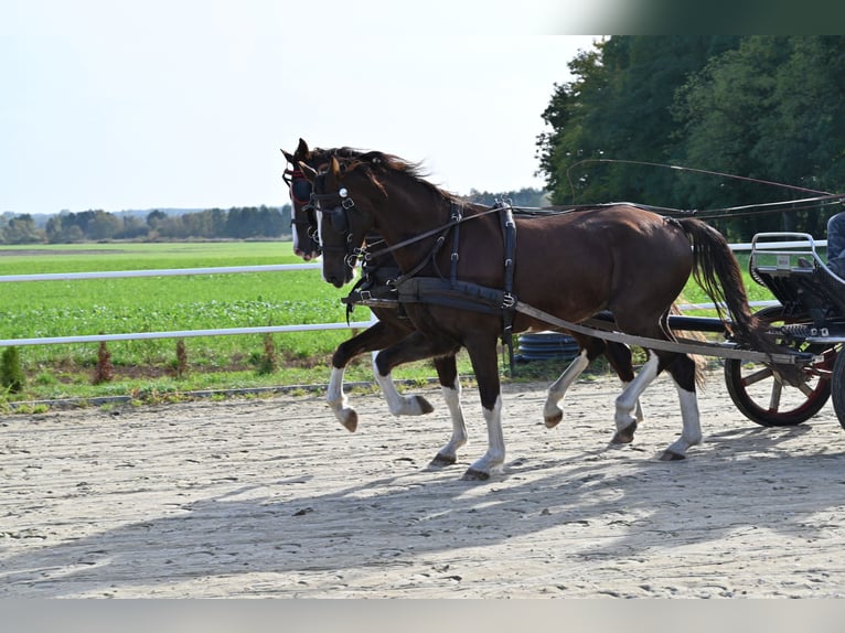 KWPN Caballo castrado 7 años Alazán in Jeżów