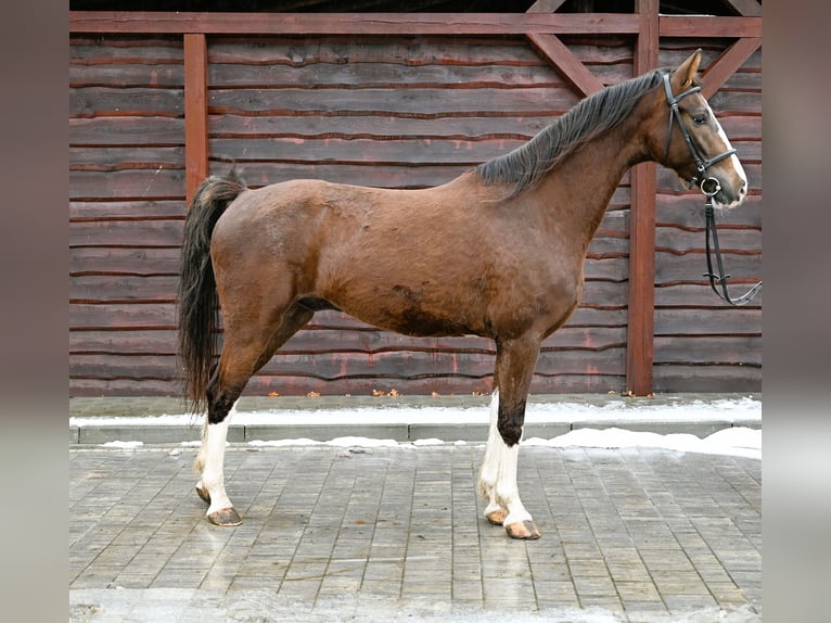 KWPN Caballo castrado 7 años Alazán in Jeżów