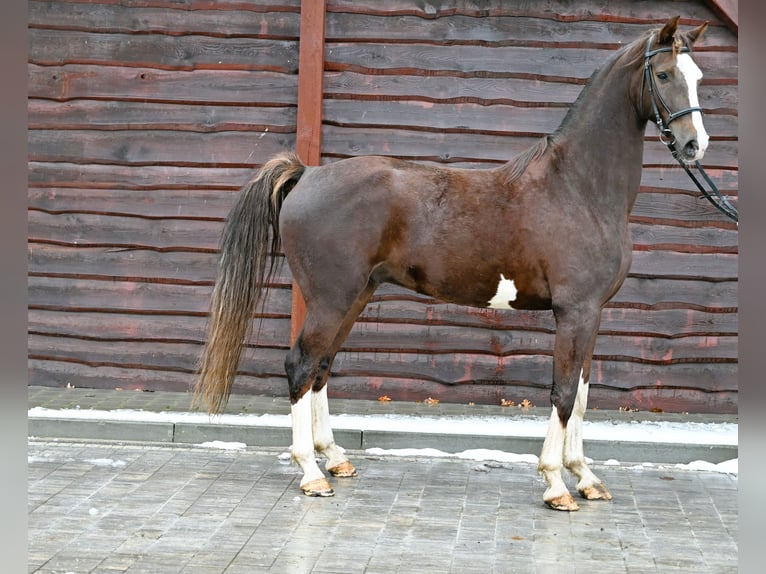 KWPN Caballo castrado 7 años Alazán in Jeżów
