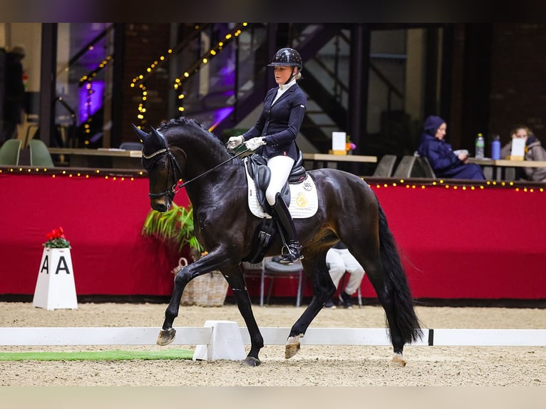 KWPN Caballo castrado 7 años  in Aalsmeer