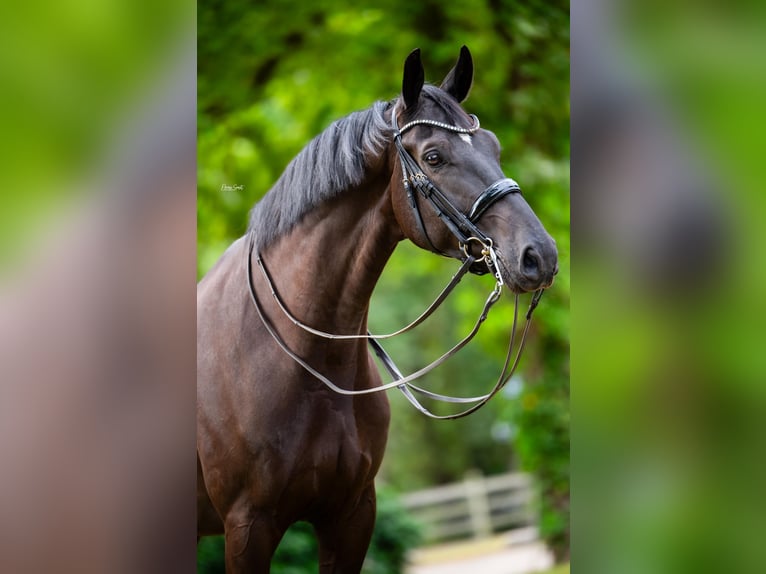 KWPN Caballo castrado 7 años Negro in Weert