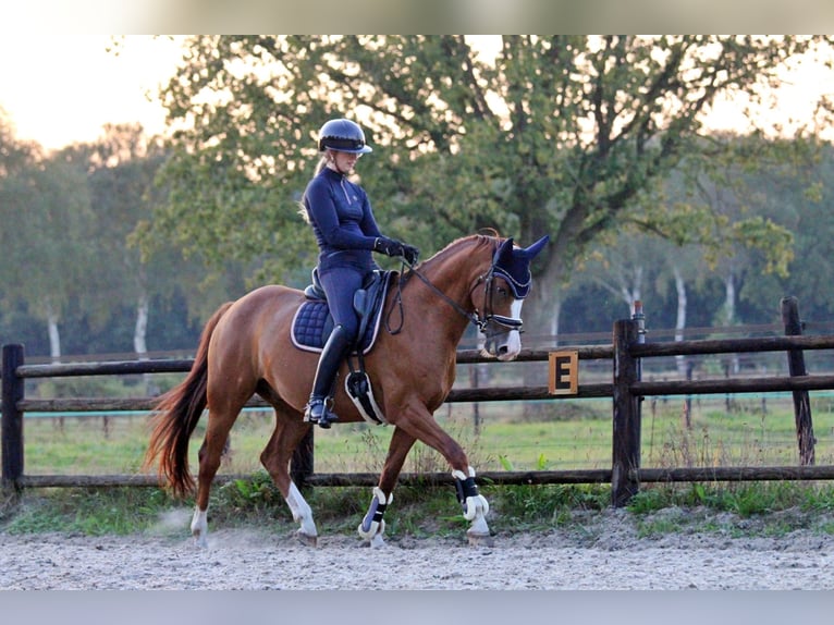 KWPN Caballo castrado 8 años 162 cm Alazán in Hardenberg