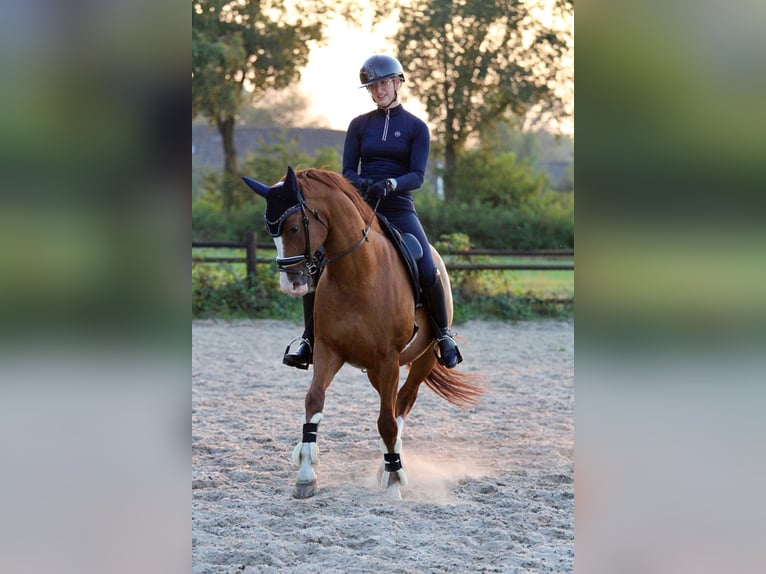 KWPN Caballo castrado 8 años 162 cm Alazán in Hardenberg