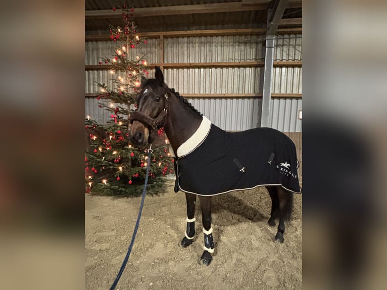 KWPN Mestizo Caballo castrado 8 años 163 cm Castaño in Mönchengladbach