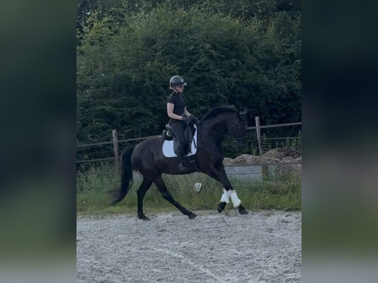 KWPN Caballo castrado 8 años 163 cm Negro in Bourtange