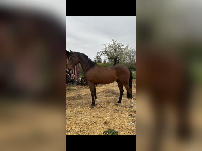 KWPN Mestizo Caballo castrado 8 años 164 cm Castaño in B&#xE1;rsonyos