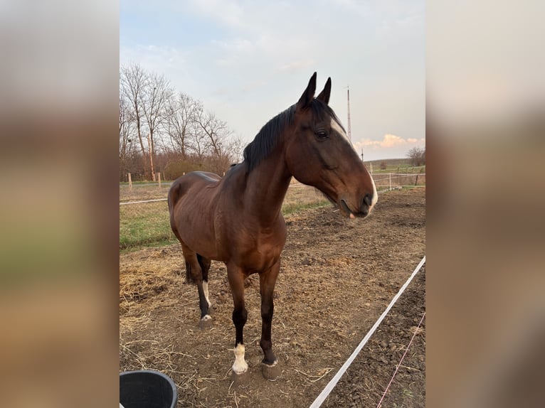 KWPN Mestizo Caballo castrado 8 años 164 cm Castaño in B&#xE1;rsonyos