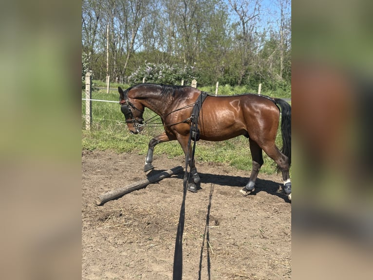 KWPN Mestizo Caballo castrado 8 años 164 cm Castaño in B&#xE1;rsonyos