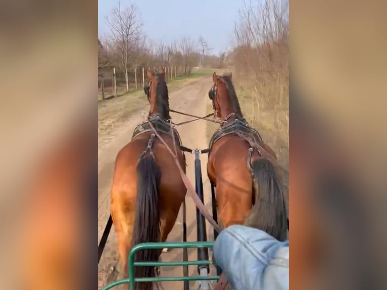 KWPN Mestizo Caballo castrado 8 años 164 cm Castaño rojizo in Jaszbereny