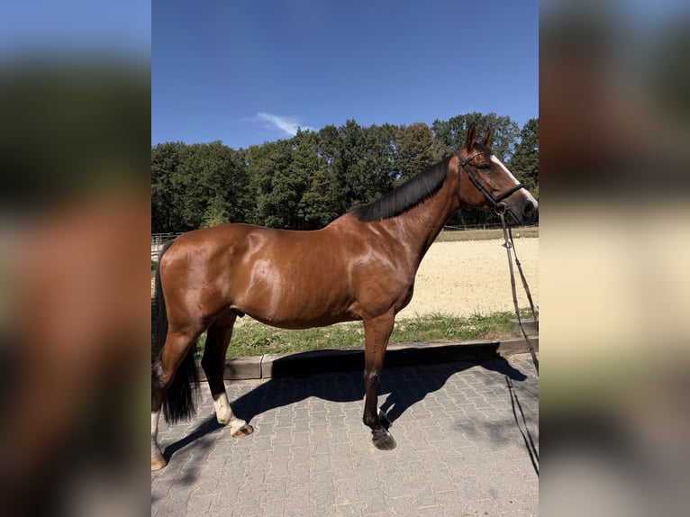 KWPN Caballo castrado 8 años 165 cm Castaño in Rödermark