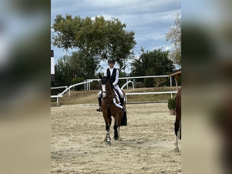 KWPN Caballo castrado 8 años 165 cm Castaño oscuro in Bonn
