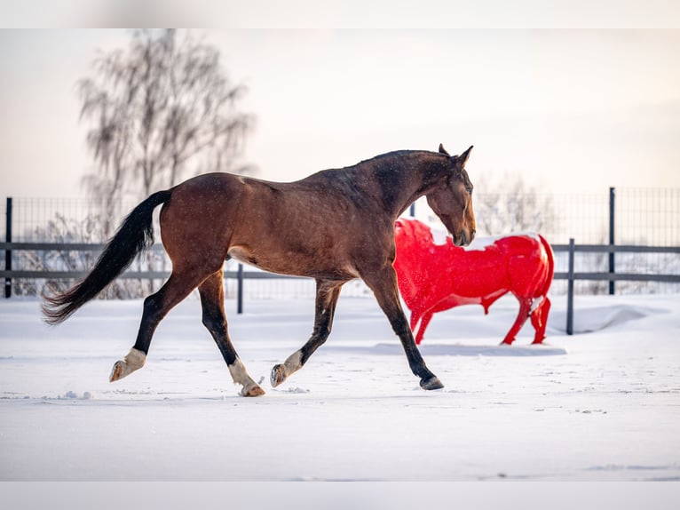 KWPN Mestizo Caballo castrado 8 años 165 cm Castaño rojizo in Łódź
