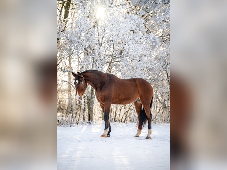KWPN Mestizo Caballo castrado 8 años 165 cm Castaño rojizo in Łódź
