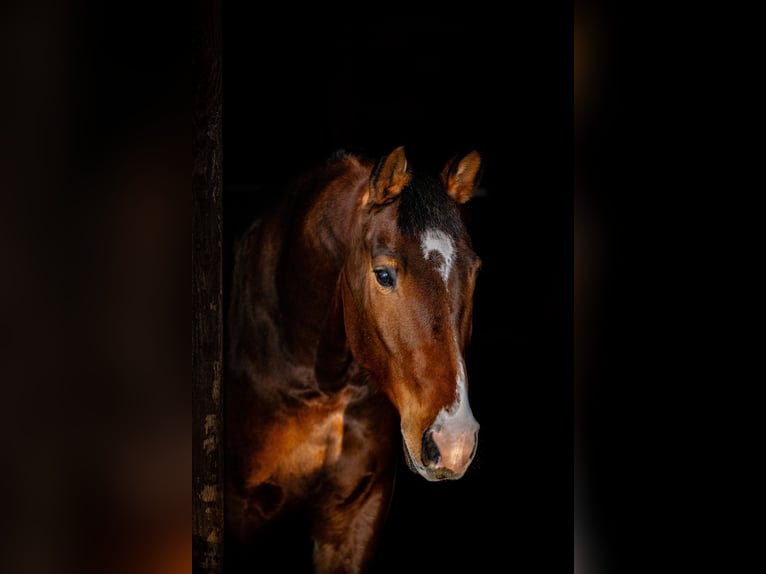 KWPN Mestizo Caballo castrado 8 años 165 cm Castaño rojizo in Łódź