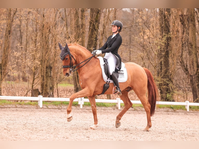 KWPN Caballo castrado 8 años 166 cm Alazán-tostado in Senden