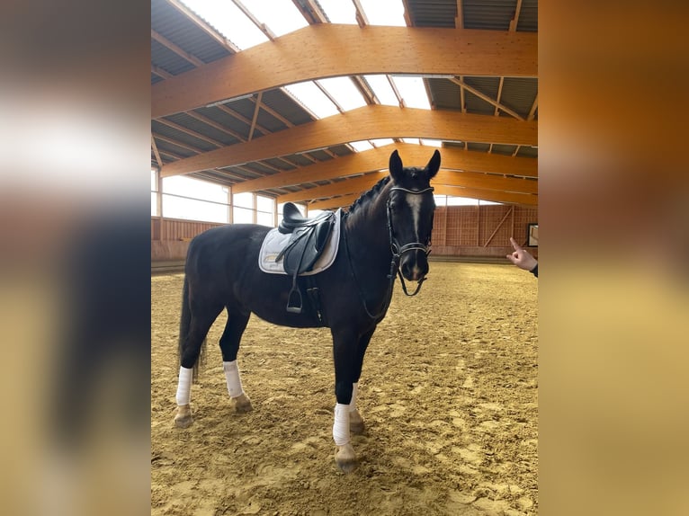 KWPN Caballo castrado 8 años 166 cm Negro in Nordenham