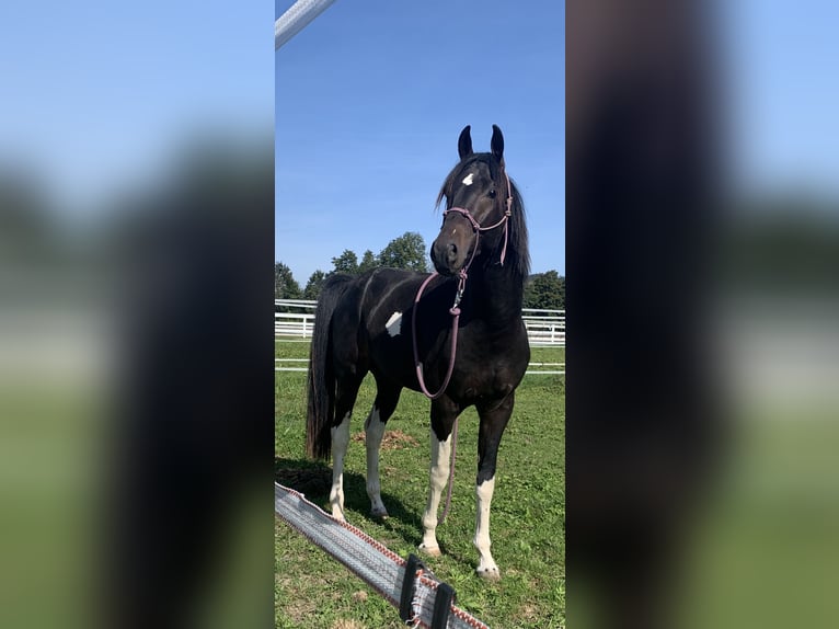 KWPN Caballo castrado 8 años 167 cm Castaño oscuro in Rankweil
