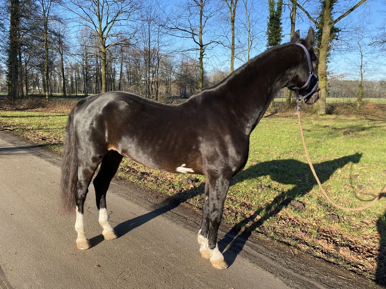 KWPN Caballo castrado 8 años 167 cm Morcillo in Gütersloh