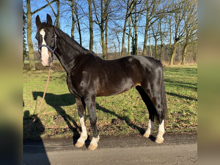 KWPN Caballo castrado 8 años 167 cm Morcillo in Gütersloh