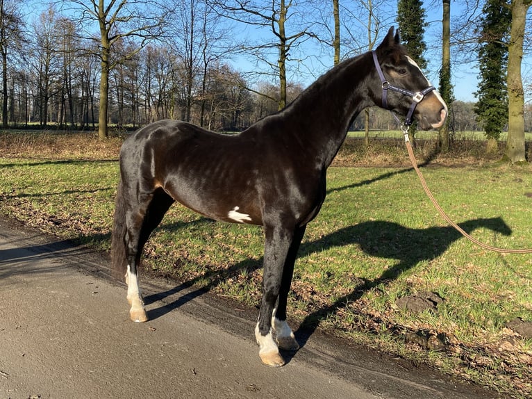 KWPN Caballo castrado 8 años 167 cm Morcillo in Gütersloh