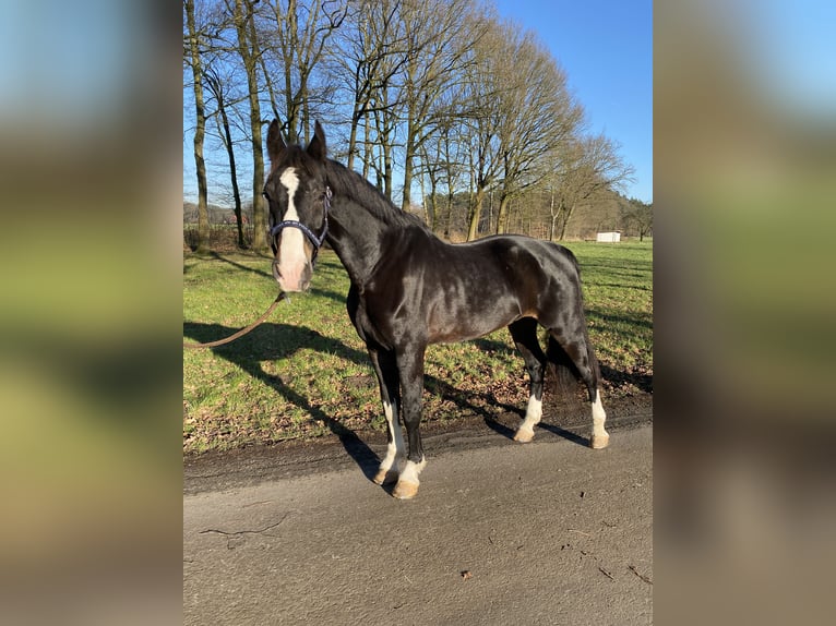 KWPN Caballo castrado 8 años 167 cm Morcillo in Gütersloh