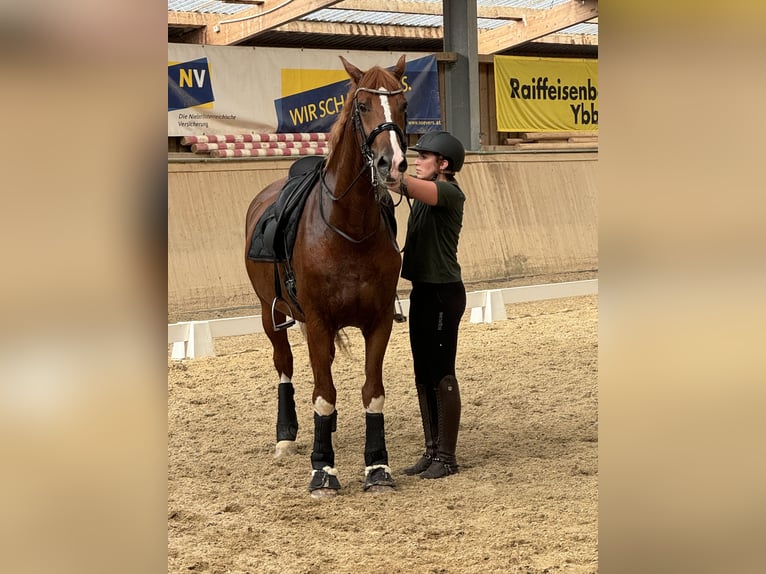 KWPN Caballo castrado 8 años 168 cm Alazán in Amstetten