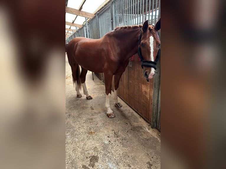 KWPN Caballo castrado 8 años 168 cm Alazán in Amstetten