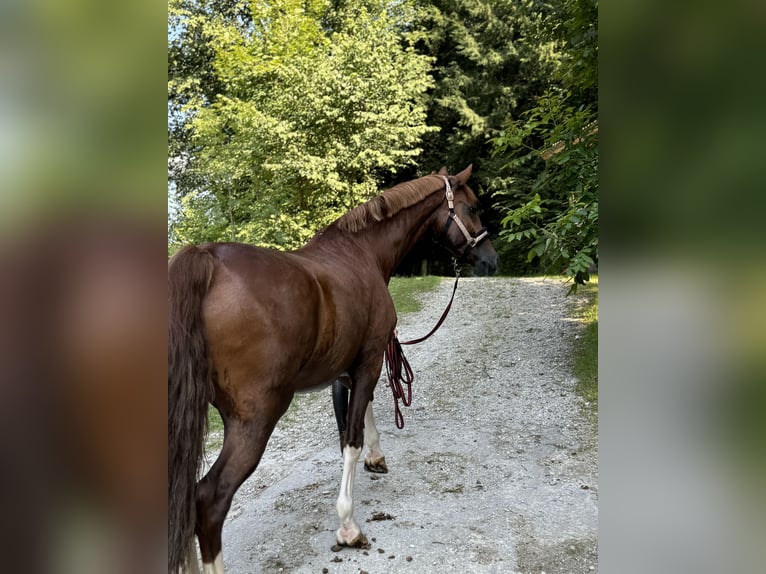 KWPN Caballo castrado 8 años 168 cm Alazán in Amstetten