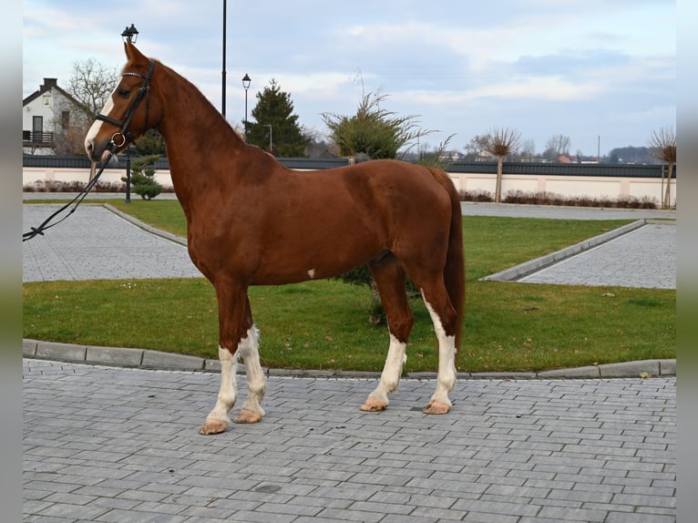 KWPN Caballo castrado 8 años 168 cm Alazán in Jeżów