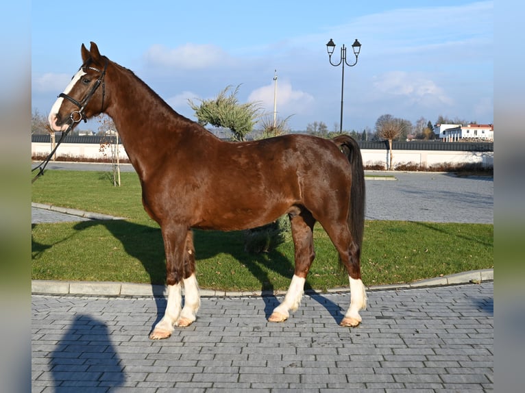 KWPN Caballo castrado 8 años 168 cm Alazán in Jeżów