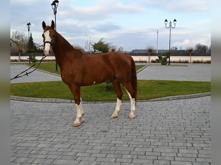 KWPN Caballo castrado 8 años 168 cm Alazán in Jeżów