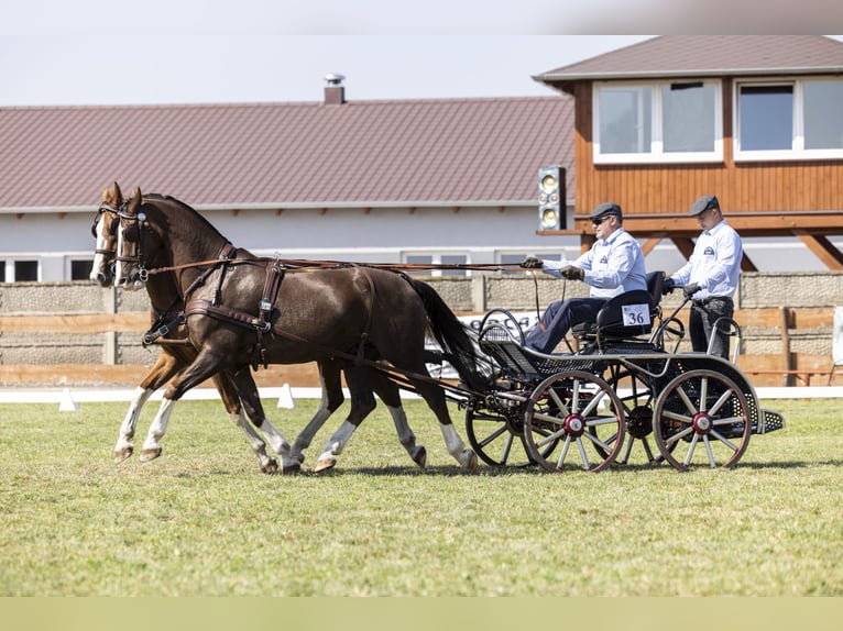 KWPN Caballo castrado 8 años 168 cm Alazán in Jeżów