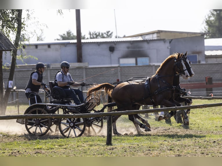 KWPN Caballo castrado 8 años 168 cm Alazán in Jeżów