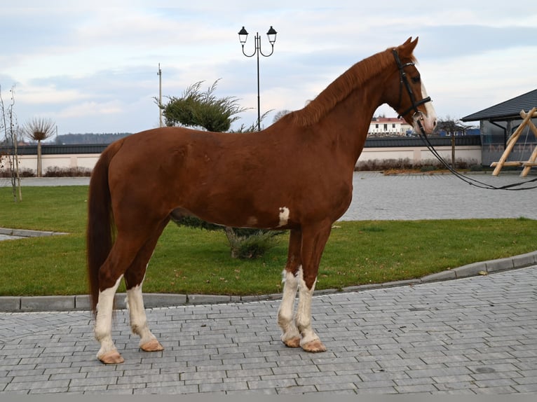 KWPN Caballo castrado 8 años 168 cm Alazán in Jeżów