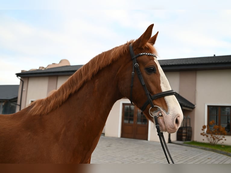 KWPN Caballo castrado 8 años 168 cm Alazán in Jeżów