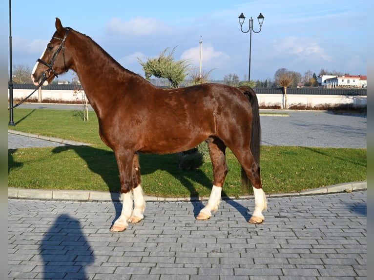 KWPN Caballo castrado 8 años 168 cm Alazán in Jeżów