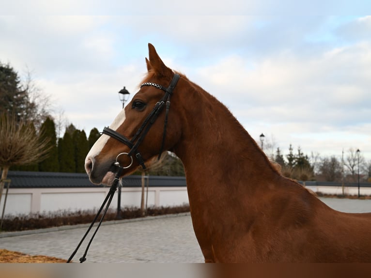 KWPN Caballo castrado 8 años 168 cm Alazán in Jeżów