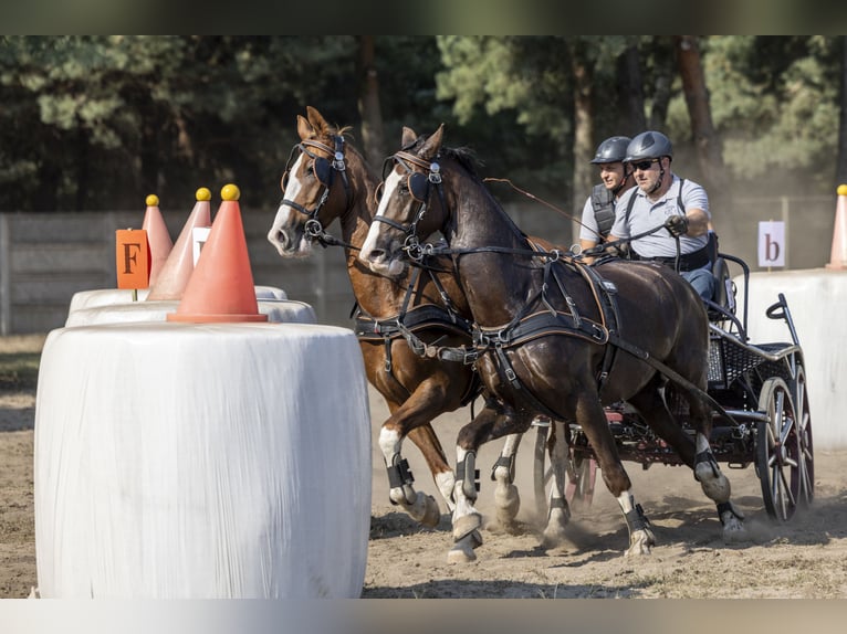 KWPN Caballo castrado 8 años 168 cm Alazán in Jeżów