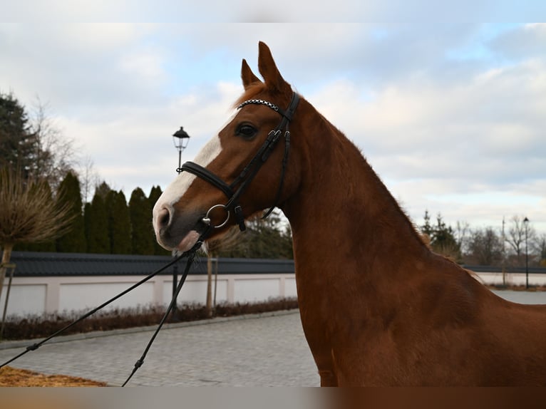 KWPN Caballo castrado 8 años 168 cm Alazán in Jeżów