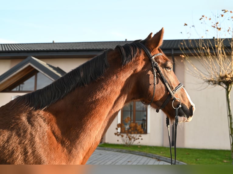 KWPN Caballo castrado 8 años 168 cm Alazán in Jeżów