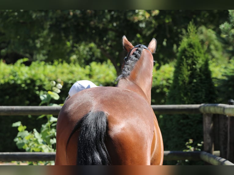 KWPN Caballo castrado 8 años 168 cm Castaño in Erftstadt KWPN Caballo castrado 8 años 168 cm Castaño in Erftstadt