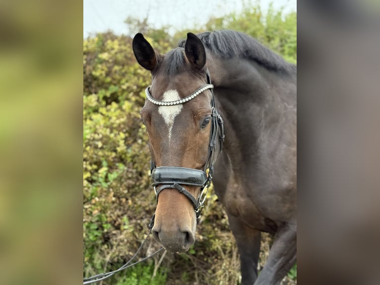 KWPN Caballo castrado 8 años 168 cm Castaño in Salzburg